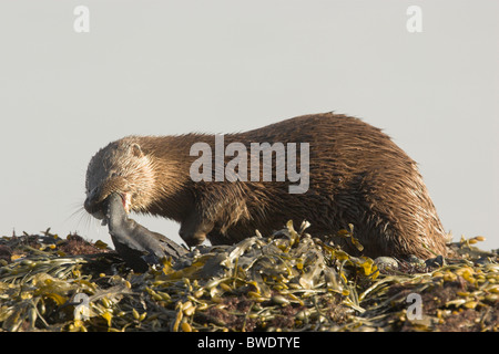 Lontra Lutra lutra grumo di mangiare pesce a ventosa su rocce costiera di Moray Firth a Inverness-shire Highland alimentare Foto Stock