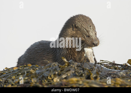 Lontra Lutra lutra grumo di mangiare pesce a ventosa su rocce costiera di Moray Firth a Inverness-shire Highland alimentare Foto Stock