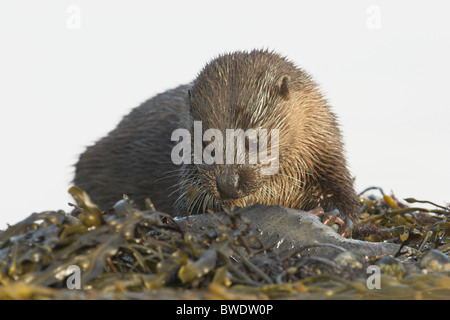 Lontra Lutra lutra grumo di mangiare pesce a ventosa su rocce costiera di Moray Firth a Inverness-shire Highland alimentare Foto Stock