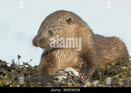 Lontra Lutra lutra grumo di mangiare pesce a ventosa su rocce costiera di Moray Firth a Inverness-shire Highland alimentare Foto Stock