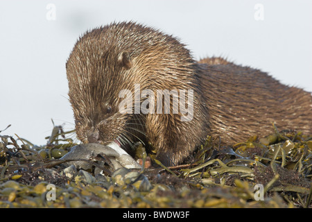 Lontra Lutra lutra grumo di mangiare pesce a ventosa su rocce costiera di Moray Firth a Inverness-shire Highland alimentare Foto Stock