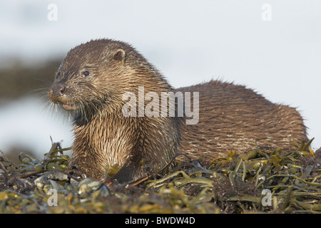 Lontra Lutra lutra con grumi di pesce a ventosa su rocce costiera di Moray Firth a Inverness-shire Highland mangiando alimentazione Foto Stock