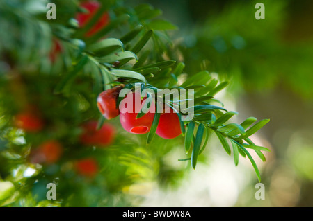 Il colore rosso brillante di frutti di bosco invernale di Taxus baccata - Yew Tree Foto Stock