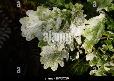 Oak muffa causati dall'asessuale di stato di un fungo ascomiceti (Microsphaera alphitoides), UK. Foto Stock