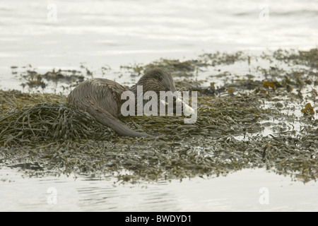 Lontra Lutra lutra mangiare anguilla su rocce costiera di Moray Firth a Inverness-shire Highland Foto Stock