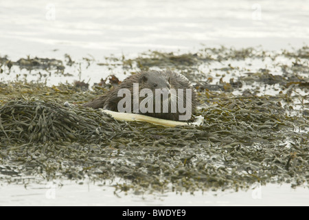 Lontra Lutra lutra mangiare anguilla su rocce costiera di Moray Firth a Inverness-shire Highland Foto Stock