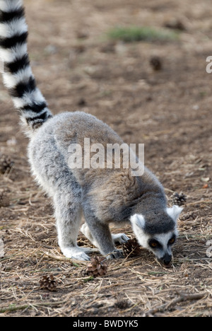 L'anello Tailed Lemur catta radicamento per cibo sul suolo della foresta, Yorkshire Wildlife Park, Inghilterra Foto Stock