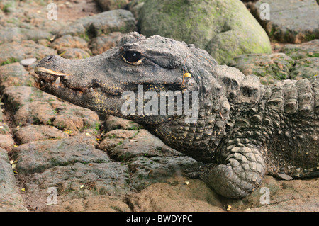 Nana africana crocodile Osteolaemus tetraspis, Bali rettili Park, Indonesia, Asia Foto Stock