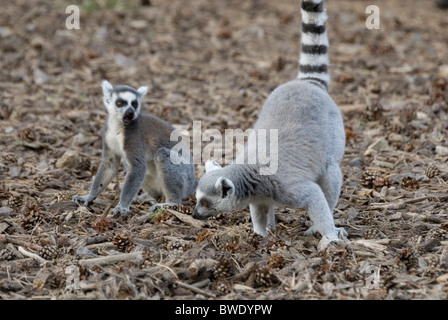 Due Ring Tailed Lemur catta radicamento per cibo sul suolo della foresta, Yorkshire Wildlife Park, Inghilterra Foto Stock