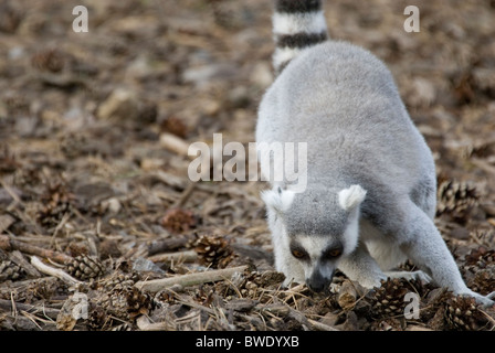 L'anello Tailed Lemur catta radicamento per cibo sul suolo della foresta, Yorkshire Wildlife Park, Inghilterra Foto Stock