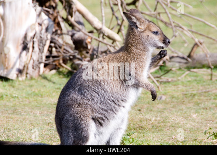 Bennetts Wallaby Macropus rufogriseus, Yorkshire Wildlife Park, Inghilterra Foto Stock