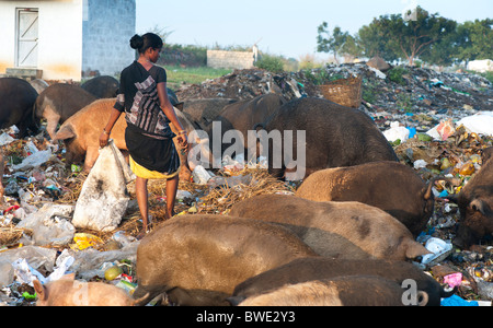 Povero indiano donna preda di raccolta da una discarica circondato dai suini. Andhra Pradesh, India Foto Stock