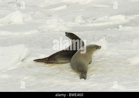 Guarnizione Crabeater Lobodon carcinophaga coppia su ghiaccio floe Erebus e terrore Golfo Penisola Antartica Antartide Foto Stock