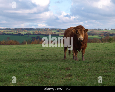 Un marrone limousin beef cow in Inghilterra rurale Foto Stock
