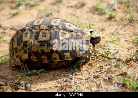 Wild Leopard tartaruga, Stigmochelys pardalis (Geochelone pardalis), Testudinidae, Hluhluwe, Sud Africa Foto Stock