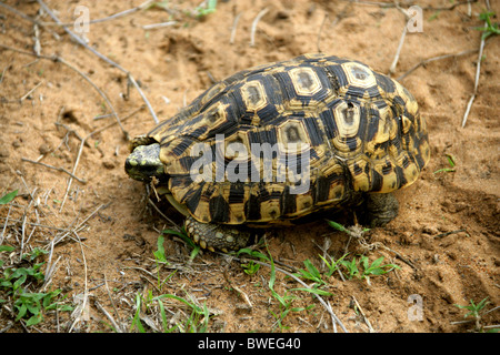 Wild Leopard tartaruga, Stigmochelys pardalis (Geochelone pardalis), Testudinidae, Hluhluwe, Sud Africa Foto Stock