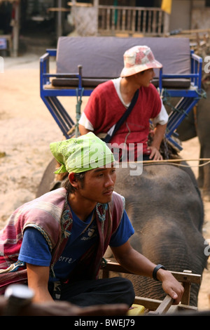 Gli elefanti e mahouts, Ruammit village, provincia di Chiang Rai in Thailandia. Foto Stock