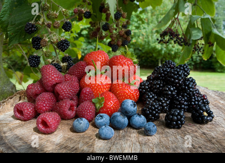 Appena raccolti stagionali estivi britannici di frutta frutti di bosco su un ceppo di albero con crescente more in campagna Kent REGNO UNITO Foto Stock