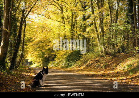 Border Collie si siede accanto a tranquillo vicolo del paese coperto di foglie di autunno sotto un baldacchino di incandescente golden carpino alberi Kent REGNO UNITO Foto Stock