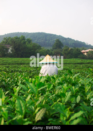 Donna cinese raccoglie le foglie di tè in piantagioni di tè intorno a Hangzhou in Cina, indossando un cinese tradizionale hat Foto Stock