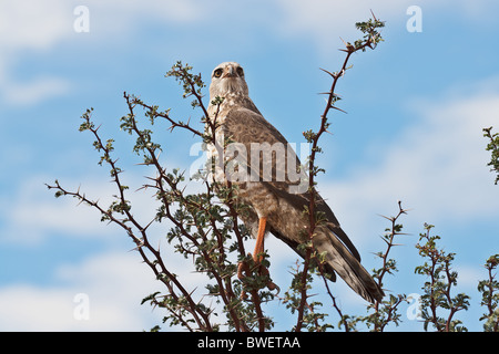 Il salmodiare pallido astore, capretti;Melierax canorus Foto Stock