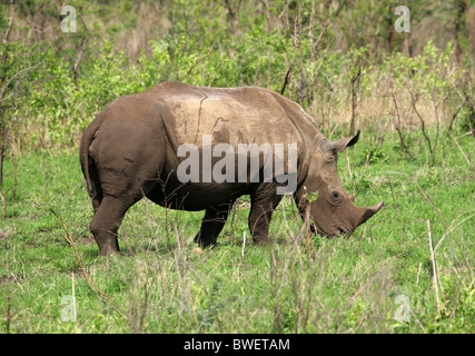 Rinoceronte bianco, Ceratotherium simum, Hluhluwe Umfolozi National Park, Kwazulu Natal, Sud Africa. Foto Stock