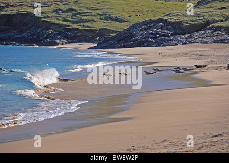 Regno Unito Scozia Highland Ebridi Esterne Ebridi Isola di Mingary guarnizioni comune sulla spiaggia Foto Stock