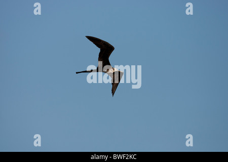 Magnifica Frigatebird (Fregata magnificens), capretti in volo sull'isola di Santiago, Galapagos. Foto Stock