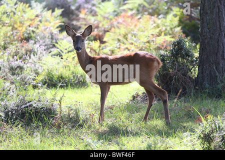 Femmina di capriolo sul bordo del legno nella nuova foresta Foto Stock