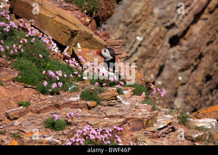 I puffini sulla scogliera Foto Stock