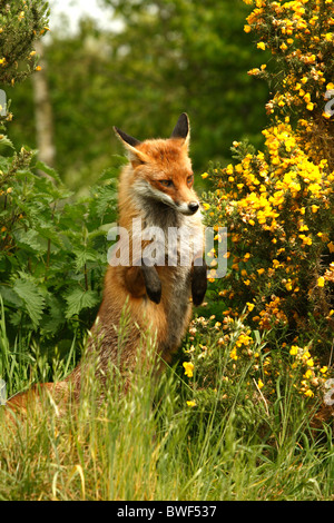 Fox sulle zampe posteriori cercando in gorse bush. Foto Stock