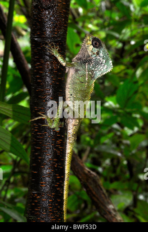 Casco iguana, o foresta chameleon ( Corytophanes cristatus). Un iguana arboree. Foto Stock