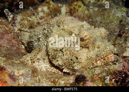 Avvistato scorfani , Scorpaena plumieri, Bonaire Foto Stock