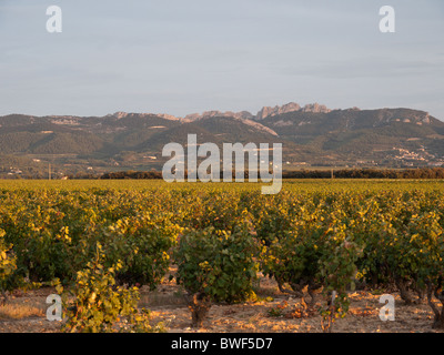 Vista attraverso i vigneti della Côte du Rhone in tarda serata guardando verso Gigondas Foto Stock