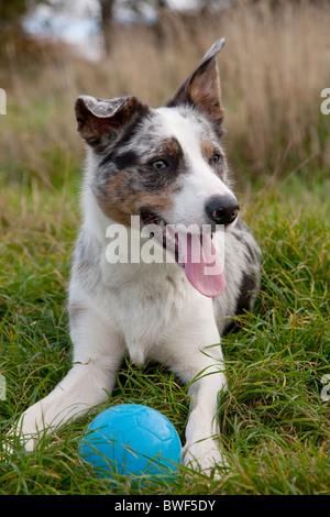 Giovane maschio blue merle e tan pedigree Border Collie in erba verde con un giocattolo blu sfera Foto Stock