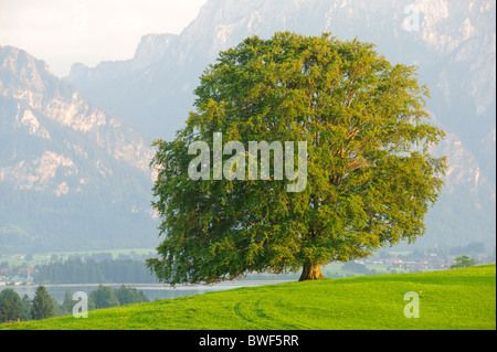 Bella singola faggio in Baviera Germania Foto Stock