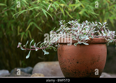 Dettaglio del giardino di sedum alpine in una pentola con il bambù in background Foto Stock