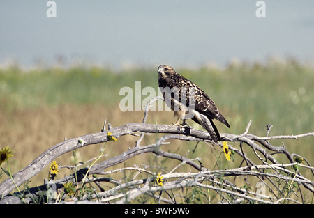 I capretti Swainson's Hawk (Buteo swainsoni) Foto Stock