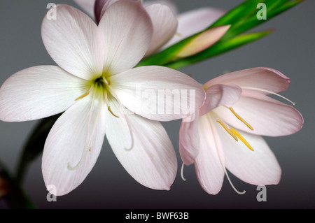 Schizostylis coccinea principessa rosa bianco rosa kaffir gigli giglio fiore fiori bloom blossom garden pianta perenne bulbosa Foto Stock