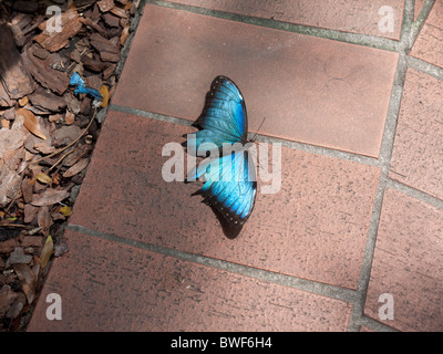 A farfalla per prendere il sole sul percorso di Key West Butterfly House in Florida Keys, Florida USA Foto Stock