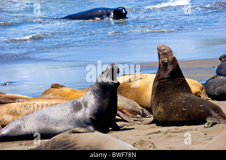 Elephant guarnizioni sulla spiaggia Foto Stock