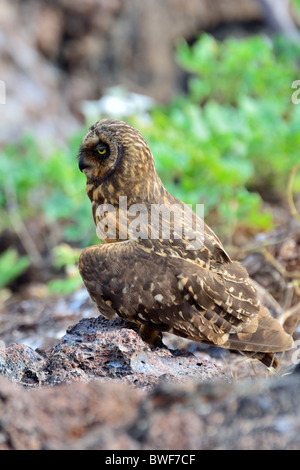 Gufo di palude Foto Stock