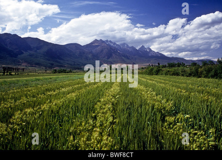Campo di riso nella valle di Lijiang e Yulong Neve Montagne, Yunnan, Cina Foto Stock
