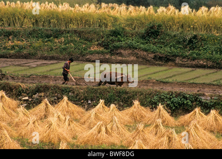 Uomo di aratura in mezzo campo di riso raccolto, Guizhou, Cina Foto Stock
