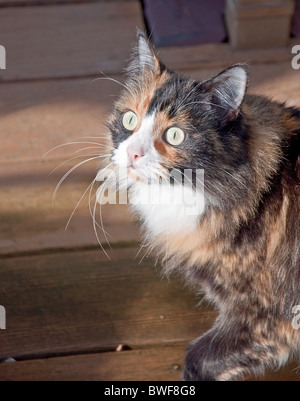 Questo pet s un primo piano di una green eyed calico kitty con nero e marrone pelo lungo. Intenzionalmente sfondo sfocato. Foto Stock