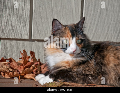 Questo gatto è che stabilisce all'aperto su un portico con rivestimenti in background e foglie di autunno. Ella è un lungo pelo Gatti calico. Foto Stock