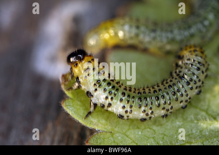 I bruchi masticare su una foglia Foto Stock