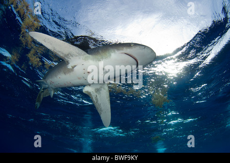 Oceanic White Tip Shark Foto Stock