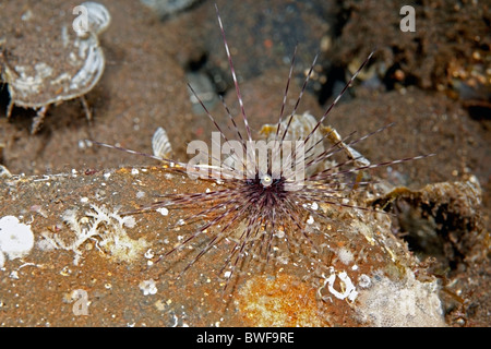 Lungo mare spined urchin, Diadema savignyi. Tulamben, Bali, Indonesia. Mare di Bali, Oceano Indiano Foto Stock