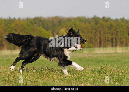 Esecuzione di Border Collie Foto Stock